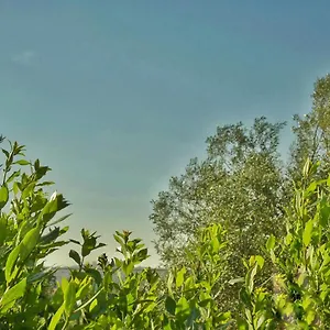 Gelsomino Ispica